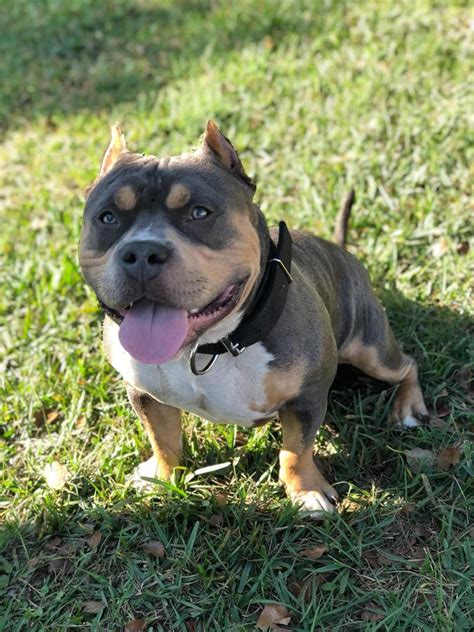 flordia bully craiglist|craigslist bully dogs orlando fl.